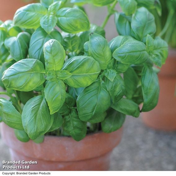 Basil