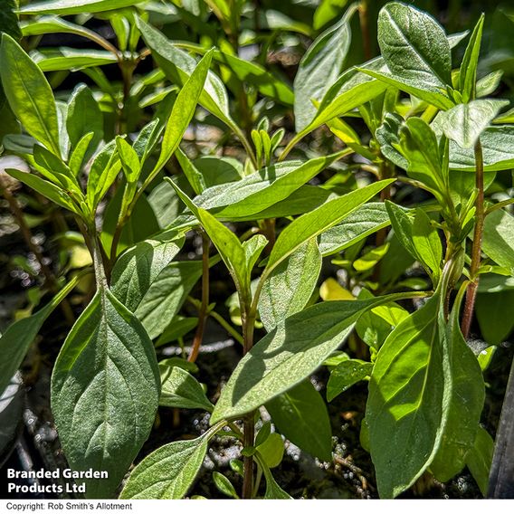 Basil 'Basilicious Thai-Zing' F1 - Seeds
