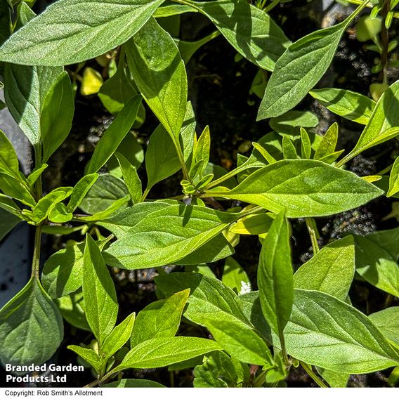 Basil 'Basilicious Thai-Zing' F1 - Seeds