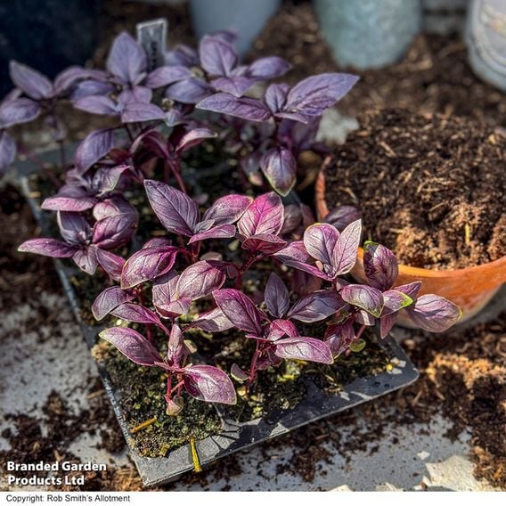 Basil 'Basilicious Velvet-Spice' F1 - Herb Seeds