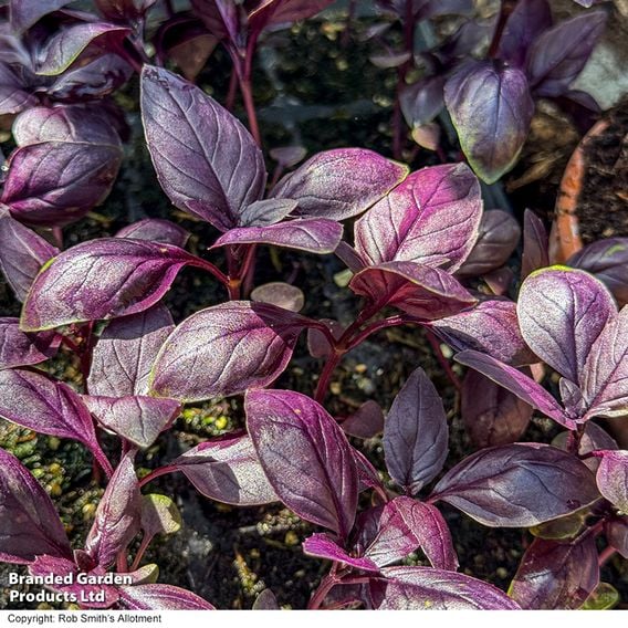 Basil 'Basilicious Velvet-Spice' F1 - Herb Seeds