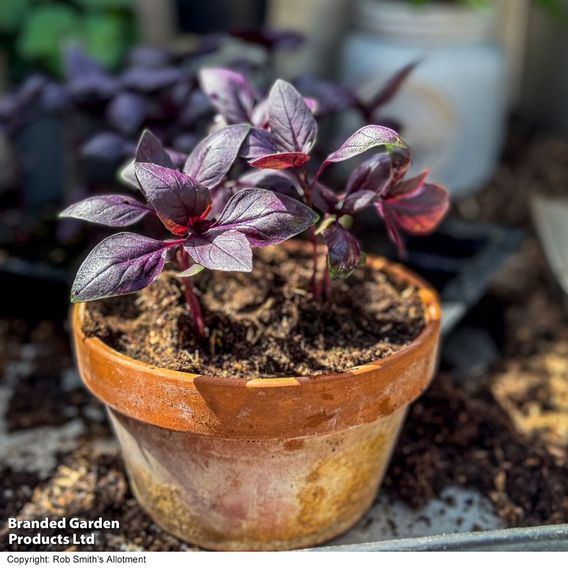 Basil 'Basilicious Velvet-Spice' F1 - Herb Seeds