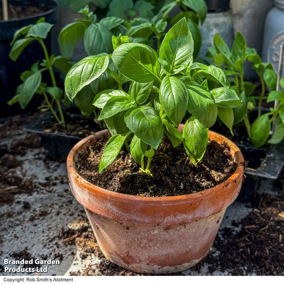 Basil 'Basilicious Verde-Sure' F1 - Seeds