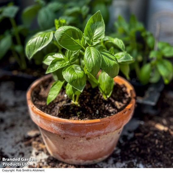 Basil 'Basilicious Verde-Sure' F1 - Seeds