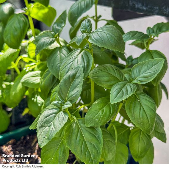Basil 'Basilicious Verde-Sure' F1 - Seeds