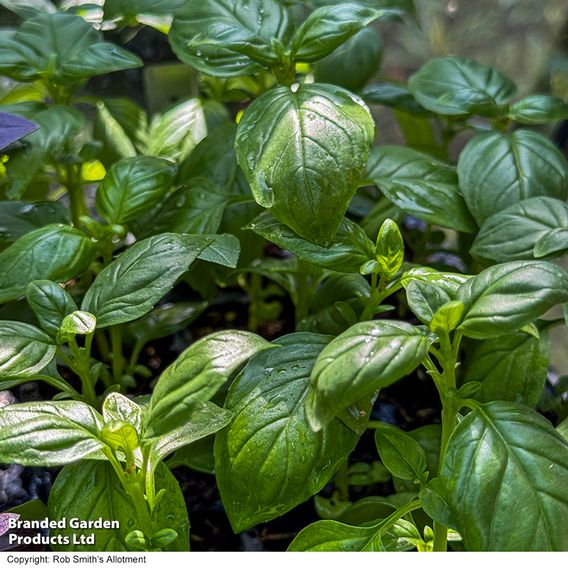 Basil 'Basilicious Verde-Sure' F1 - Seeds