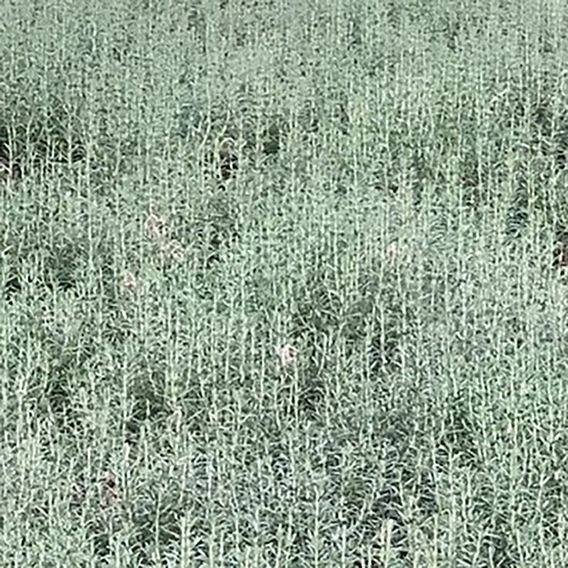 Rosemary 'Blue Lagoon'