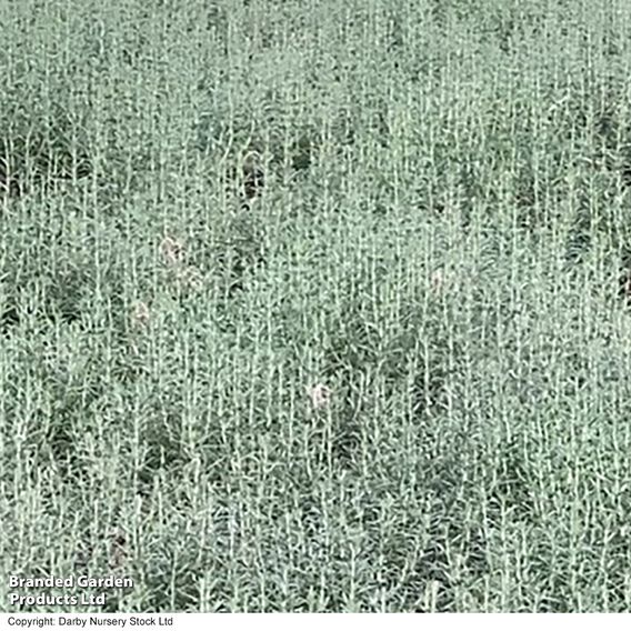 Rosemary 'Blue Lagoon'