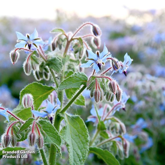 Borage - Herb Seeds
