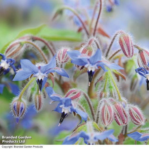 Borage - Herb Seeds