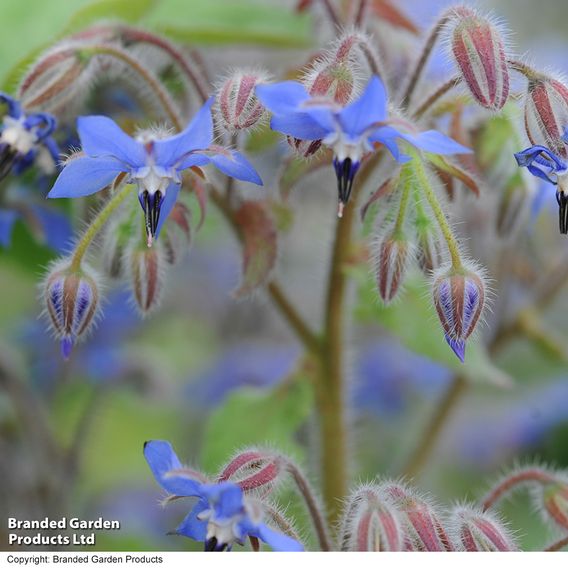 Borage - Herb Seeds