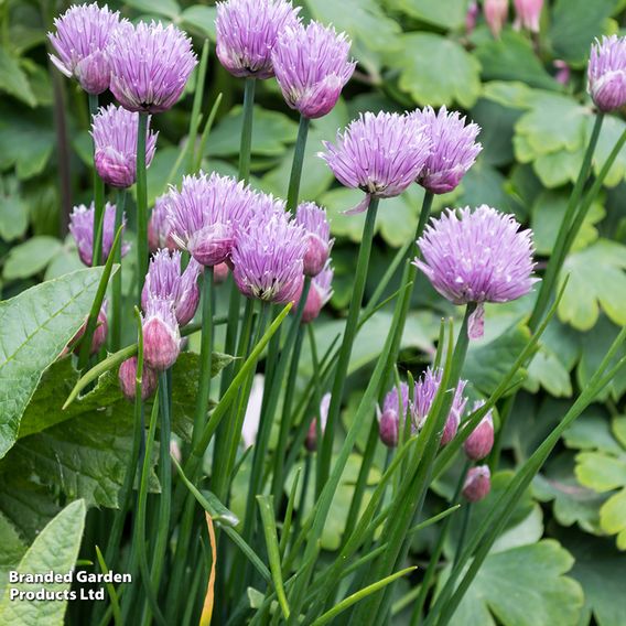 Chives - Herb Seeds