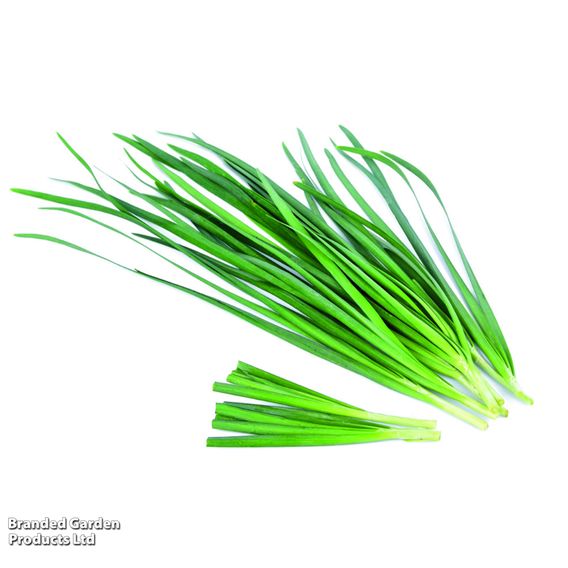 Chives - Herb Seeds