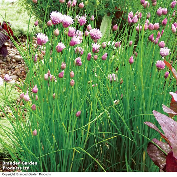 Chives - Herb Seeds