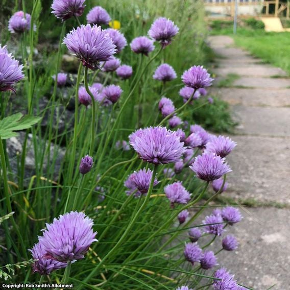 Chives - Herb Seeds