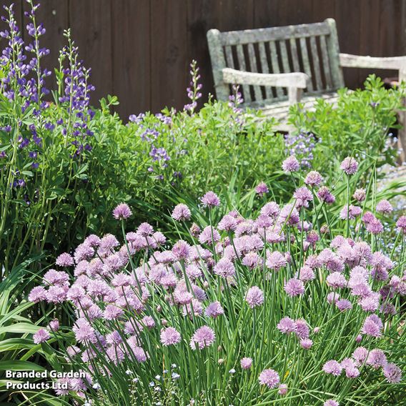 Chives - Herb Seeds
