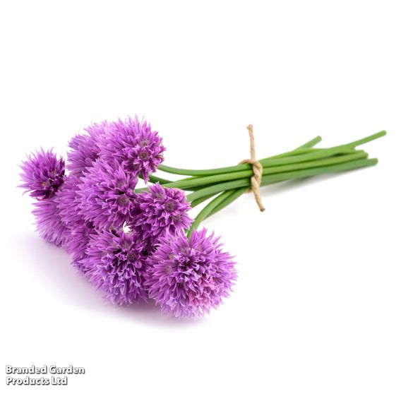 Chives - Herb Seeds