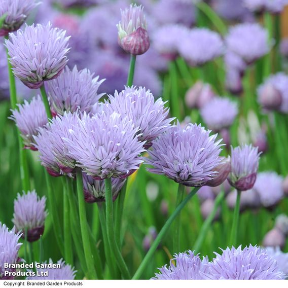 Chives - Herb Seeds
