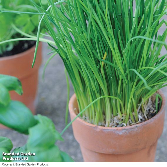 Chives - Herb Seeds