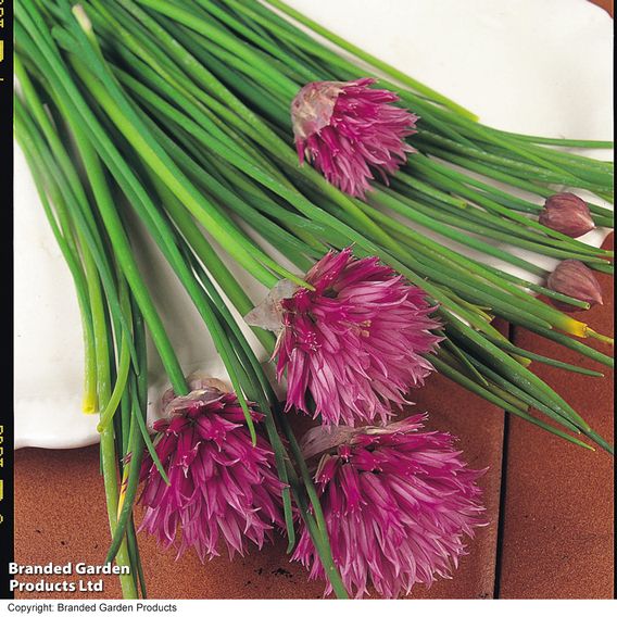 Chives - Herb Seeds