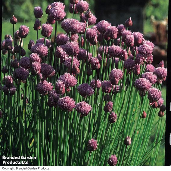 Chives - Herb Seeds