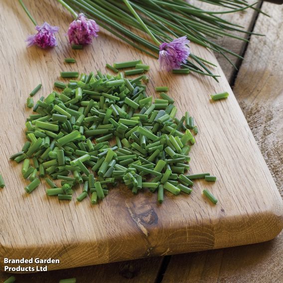 Chives - Herb Seeds