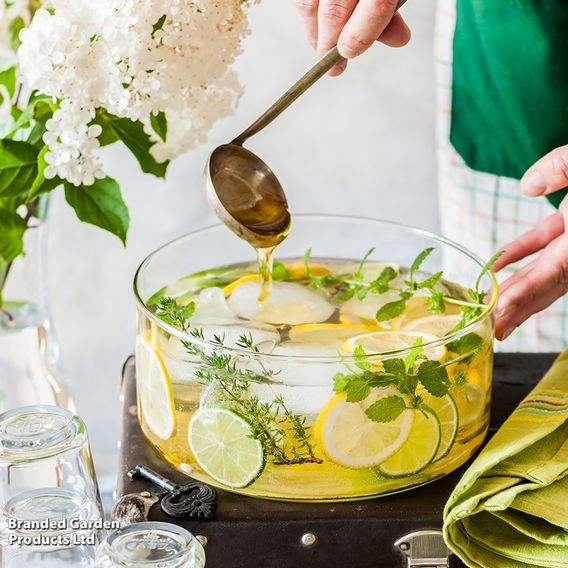 Herb Fusion 'Garden Cocktail' Mix