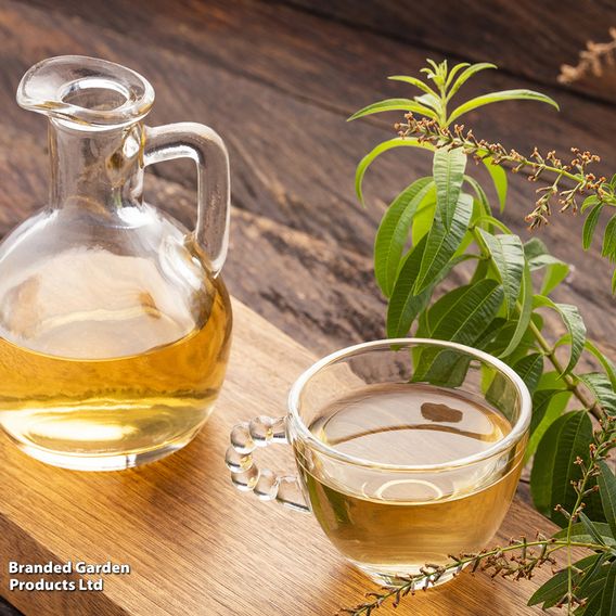 Herb Fusion 'Garden Cocktail' Mix