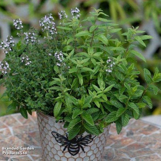 Herb Fusion 'Garden Cocktail' Mix