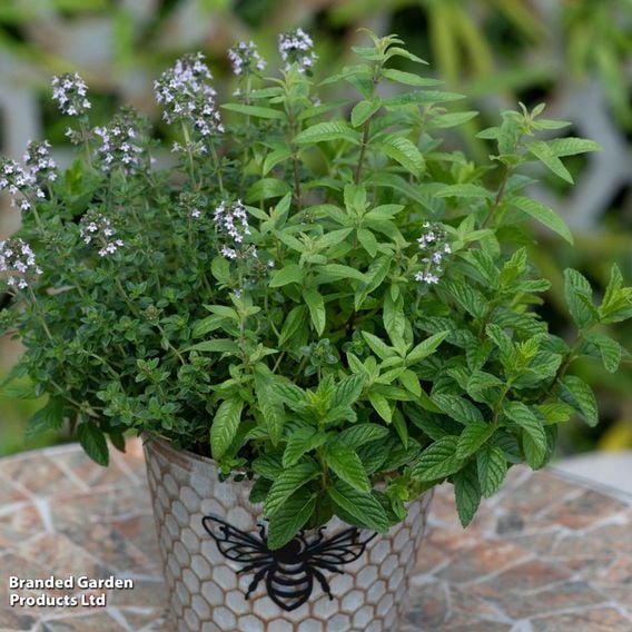 Nurserymans Choice 'Herb Fusion'