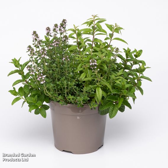 Herb Fusion 'Garden Cocktail' Mix