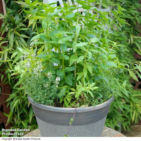 Herb Fusion 'Garden Cocktail' Mix