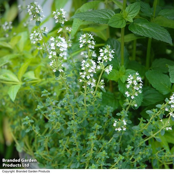 Herb Fusion 'Garden Cocktail' Mix