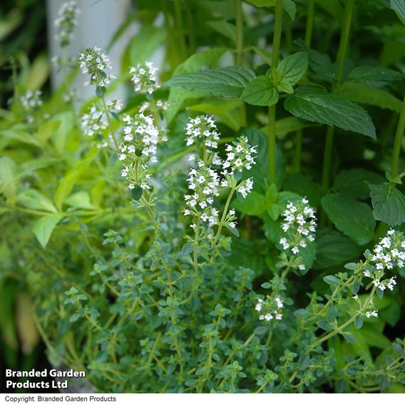 Herb Fusion 'Garden Cocktail' Mix