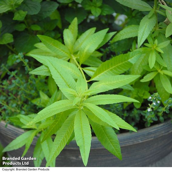Herb Fusion 'Garden Cocktail' Mix