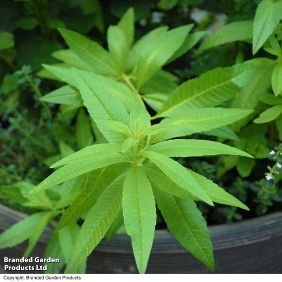 Herb Fusion 'Garden Cocktail' Mix
