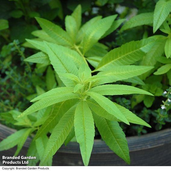 Nurserymans Choice 'Herb Fusion'