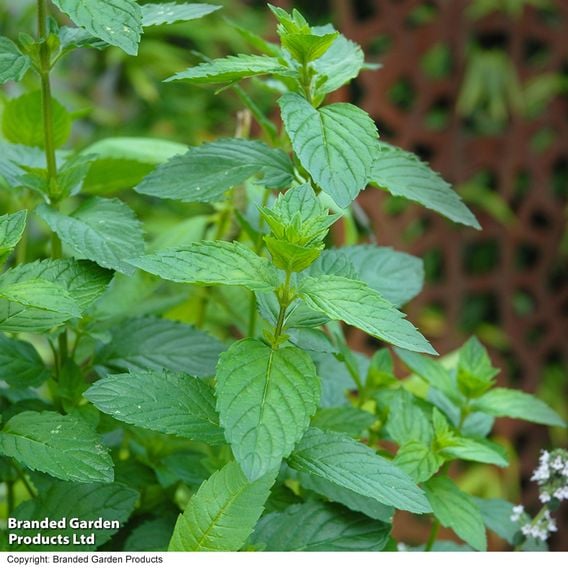 Nurserymans Choice 'Herb Fusion'