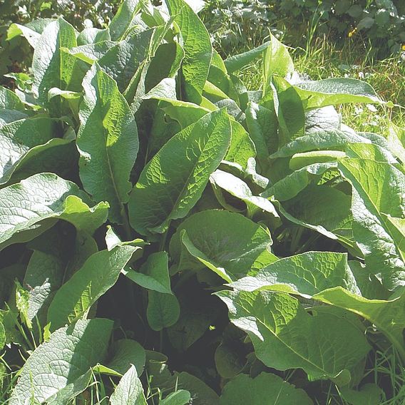 Comfrey 'Bocking 14'