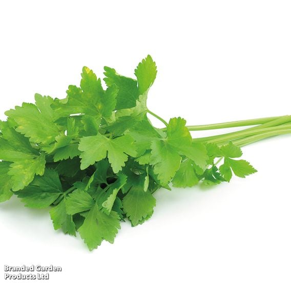 Coriander