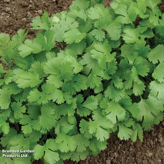 Coriander