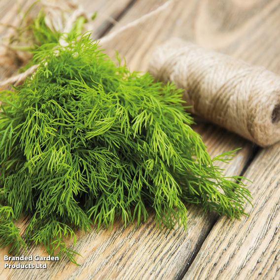 Dill Herb - Seeds