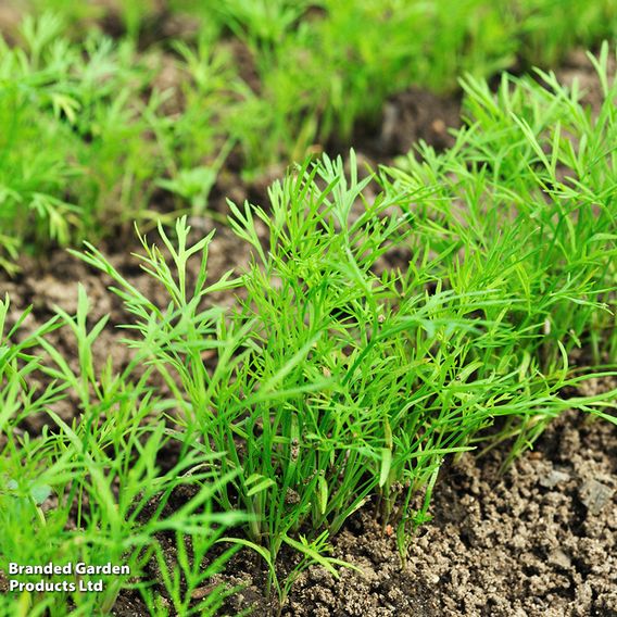 Dill Herb - Seeds