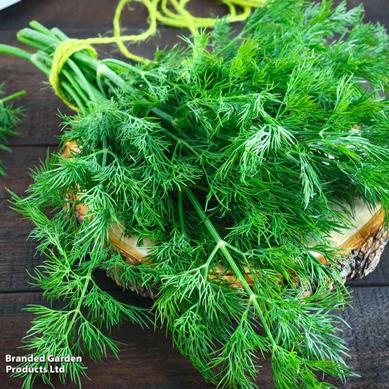 Dill Herb - Seeds