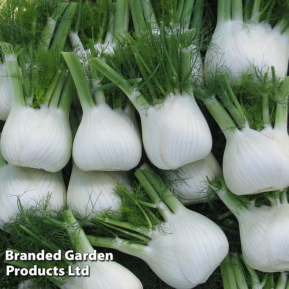 Fennel Dragon F1 Hybrid Seeds