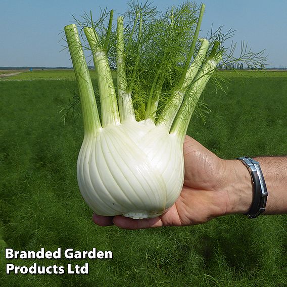 Fennel Dragon F1 Hybrid Seeds