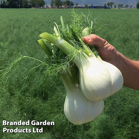 Fennel Dragon F1 Hybrid Seeds