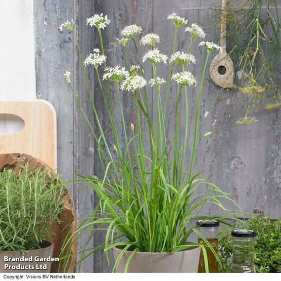 Garlic Chives - Herb Seeds