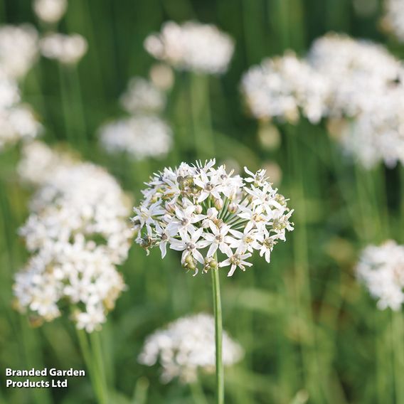 Garlic Chives - Herb Seeds