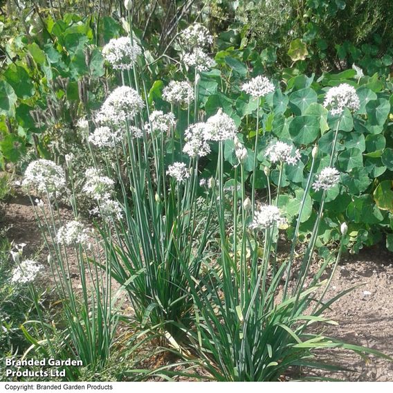 Garlic Chives - Herb Seeds